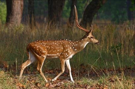 Pench National Park